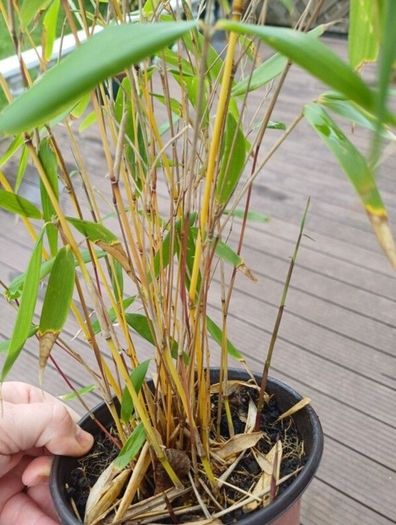 Clumping bamboo 1L pots