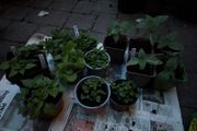 Sunflowers, peppers and strawberries