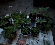 Sunflowers, peppers and strawberries