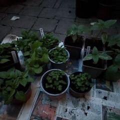 Sunflowers, peppers and strawberries