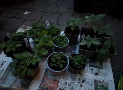 Sunflowers, peppers and strawberries
