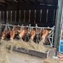Limousin bulls Image 7