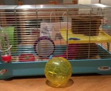 Hamster cage