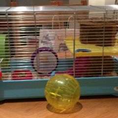 Hamster cage