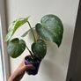 Monstera Thai Constellation Image 2