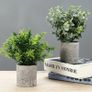 Pack of 5 Artificial Plants, Mini Artificial Plants Snake Tongue, Agave Succulent, Eagle Claw Aloe, Artificial Plants for Bedroom, Office, Decoration Image 5