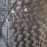 Paraphrase Black Faux Fur Jacket Size 10  Immaculate Condition Soft Image 3