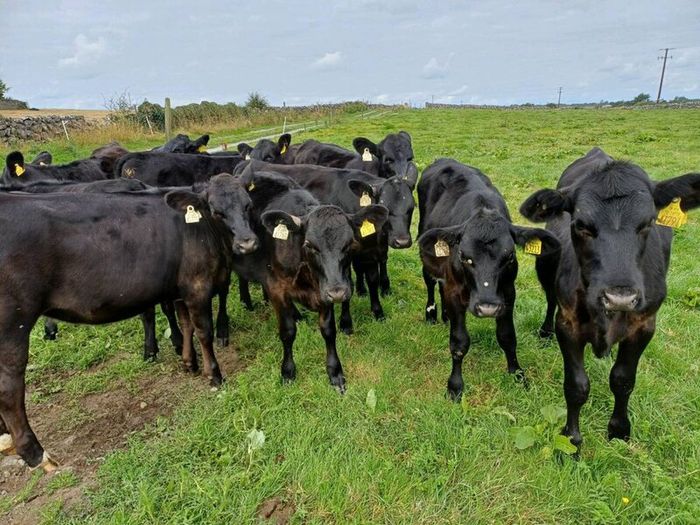 Angus weanlings