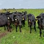 Angus weanlings Image 3