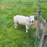 Hogget rams Image 2