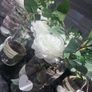 wedding Image 2