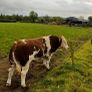 Simmental bull Image 3