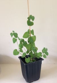 Codonopsis pilosula plant