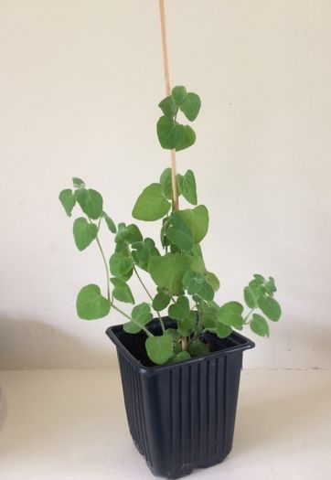 Codonopsis pilosula plant