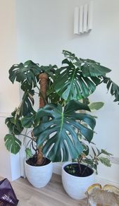 Indoor Plant