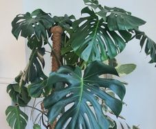 Indoor Plant