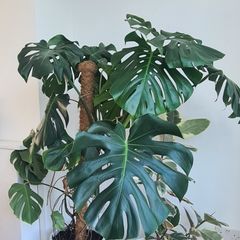 Indoor Plant