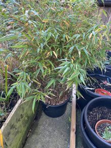 Clumping bamboo large pot