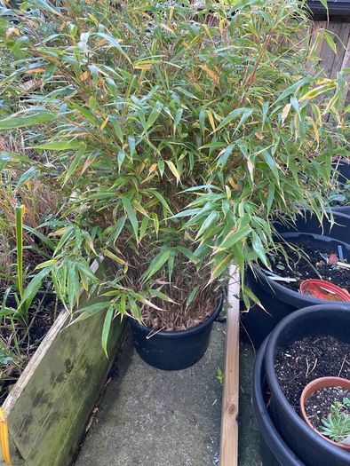Clumping bamboo large pot