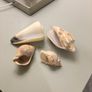 Shells Image 3