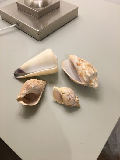 Shells