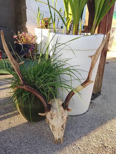 Fallow deer head
