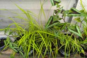 garden plants