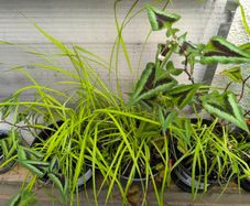 garden plants
