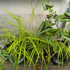 garden plants
