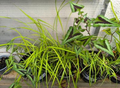garden plants
