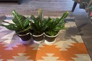 Plant pot