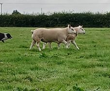 Pedigree Texel Rams