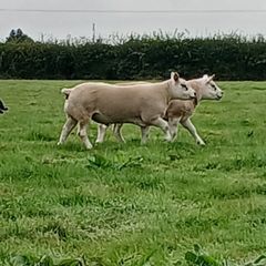 Pedigree Texel Rams
