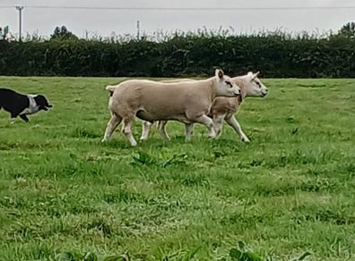 Pedigree Texel Rams