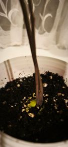 Young avocado plant