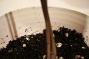 Young avocado plant