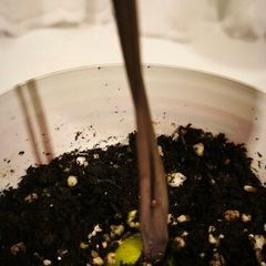 Young avocado plant