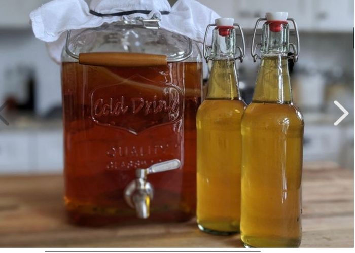 Scoby. Kombucha