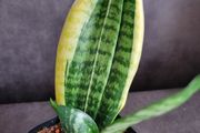 Sansevieria
