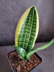Sansevieria