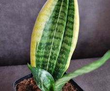 Sansevieria