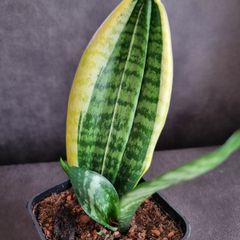 Sansevieria