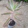 Mother of thousands Image 3
