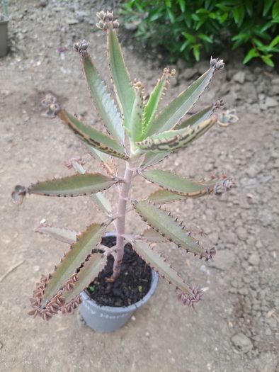 Mother of thousands