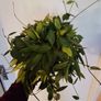 hoya gracilis plant Image 2
