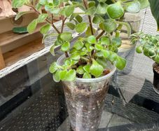 houseplant Aichryson or Tree of love