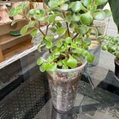 houseplant Aichryson or Tree of love