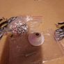 pair of ceramic drawer knobs Image 2