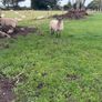 Three year old breeding Ewes Image 8