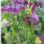 Aquilegia Seeds / Aquilegia Plants Image 3